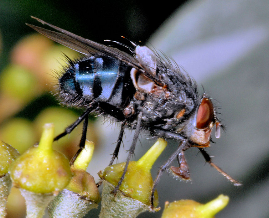 Immagini di macrofotografia